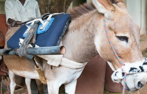 Donkey wears a patterned noseband