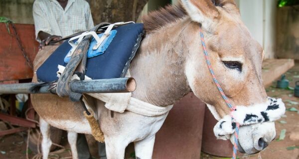 Donkey wears a patterned noseband