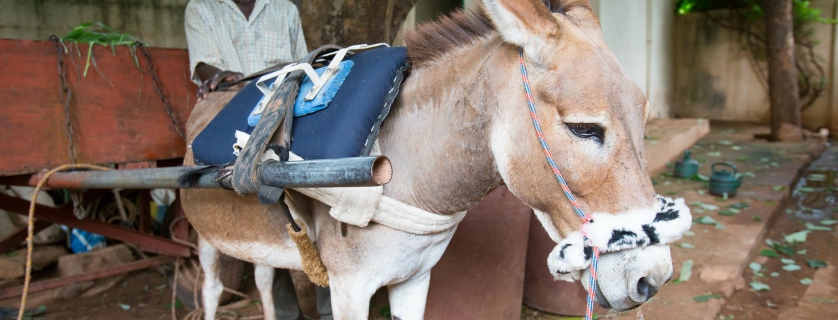Donkey wears a patterned noseband