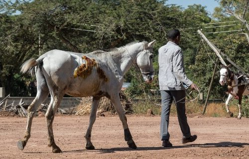 a man walking his horse
