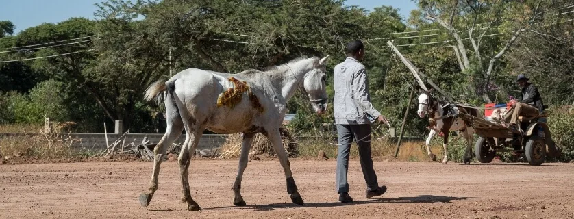 a man walking his horse