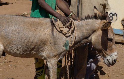 a donkey getting treatment in Mali
