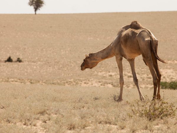 a camel in the desert