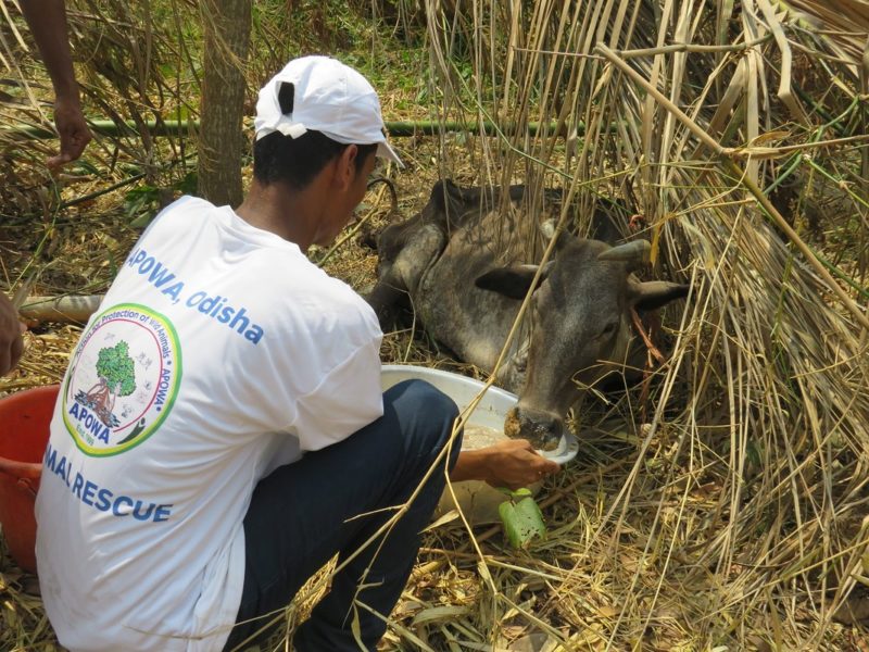 An APOWA aid worker feeds a malnourished working animal in the wake cyclone Fani