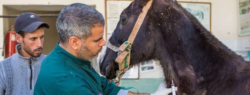 horse being treated in morocco