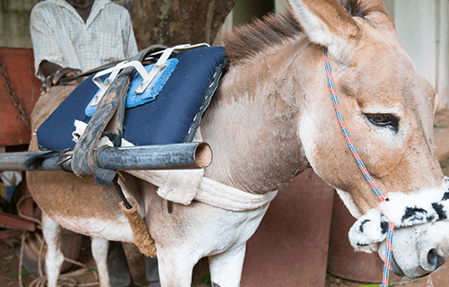 donkey wearing a noseband cover