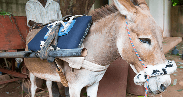 donkey wearing a noseband cover