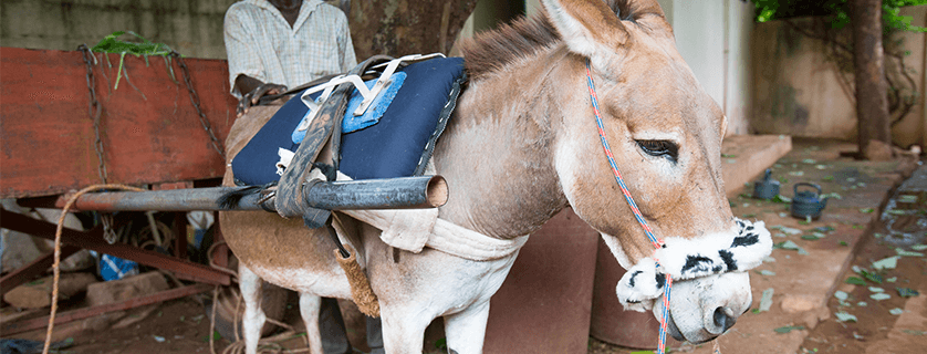 donkey wearing a noseband cover