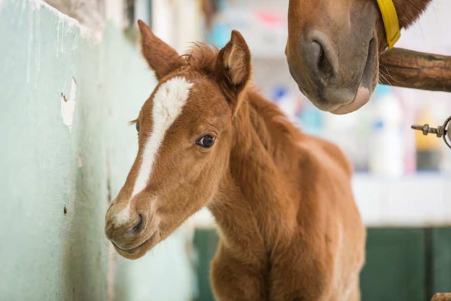 a brown horse foal in morocco