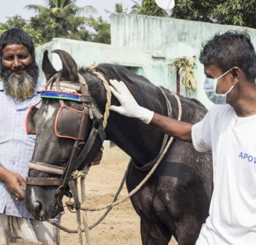 two men with a horse in india