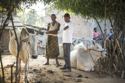 two oxen in india