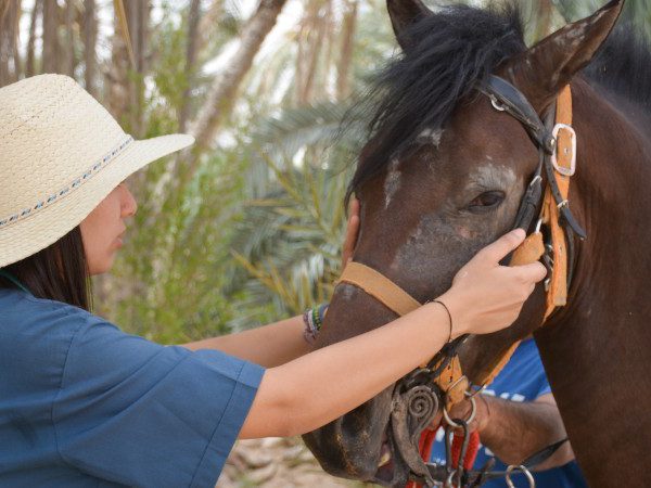 A SPANA vet treats a horse for itchy eyes during a mobile clinic in Tunisia