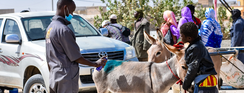 Vet treats skin wound on donkey