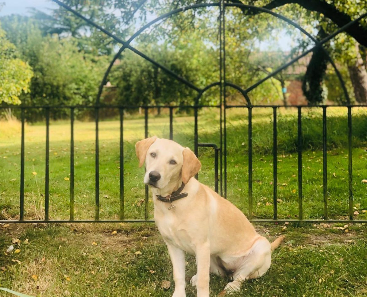 Pet Memorial Wall Thank You SPANA Australia