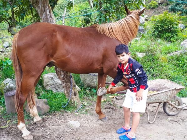 A boy looks after his family's horse, Costa Rica