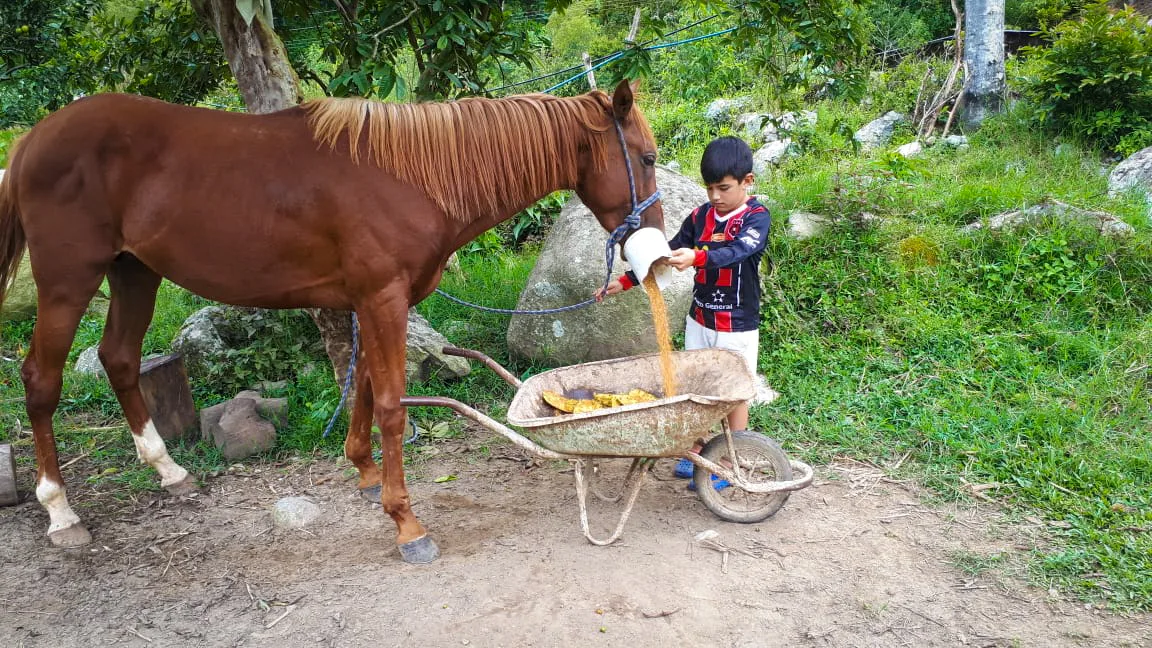 A boy looks after his family's horse, Costa Rica