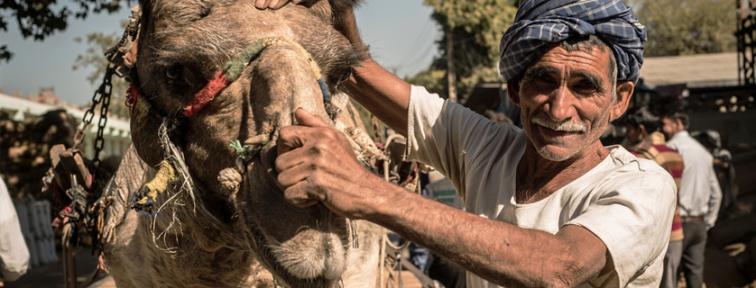 Man and his camel