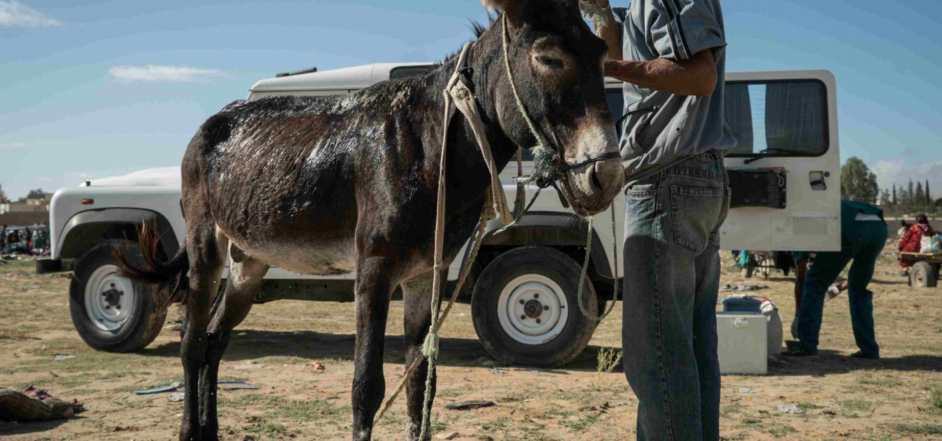 A SPANA vet treats a donkey in Tunisia