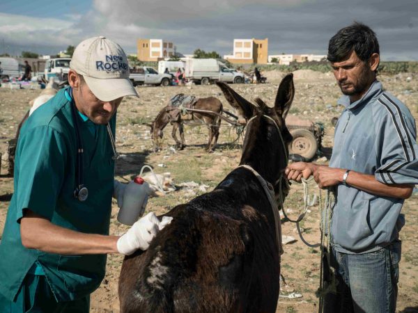A SPANA vet treats a donkey in Tunisia