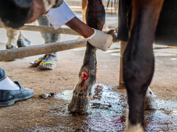SPANA vets treat EZL wounds in Ethiopia