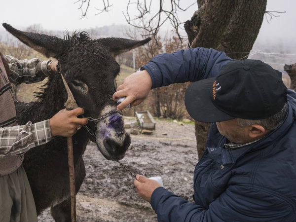 Cano donkey treatment
