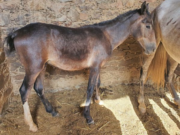 A brown foal stands next to his mother in his stall in rural Morocco.