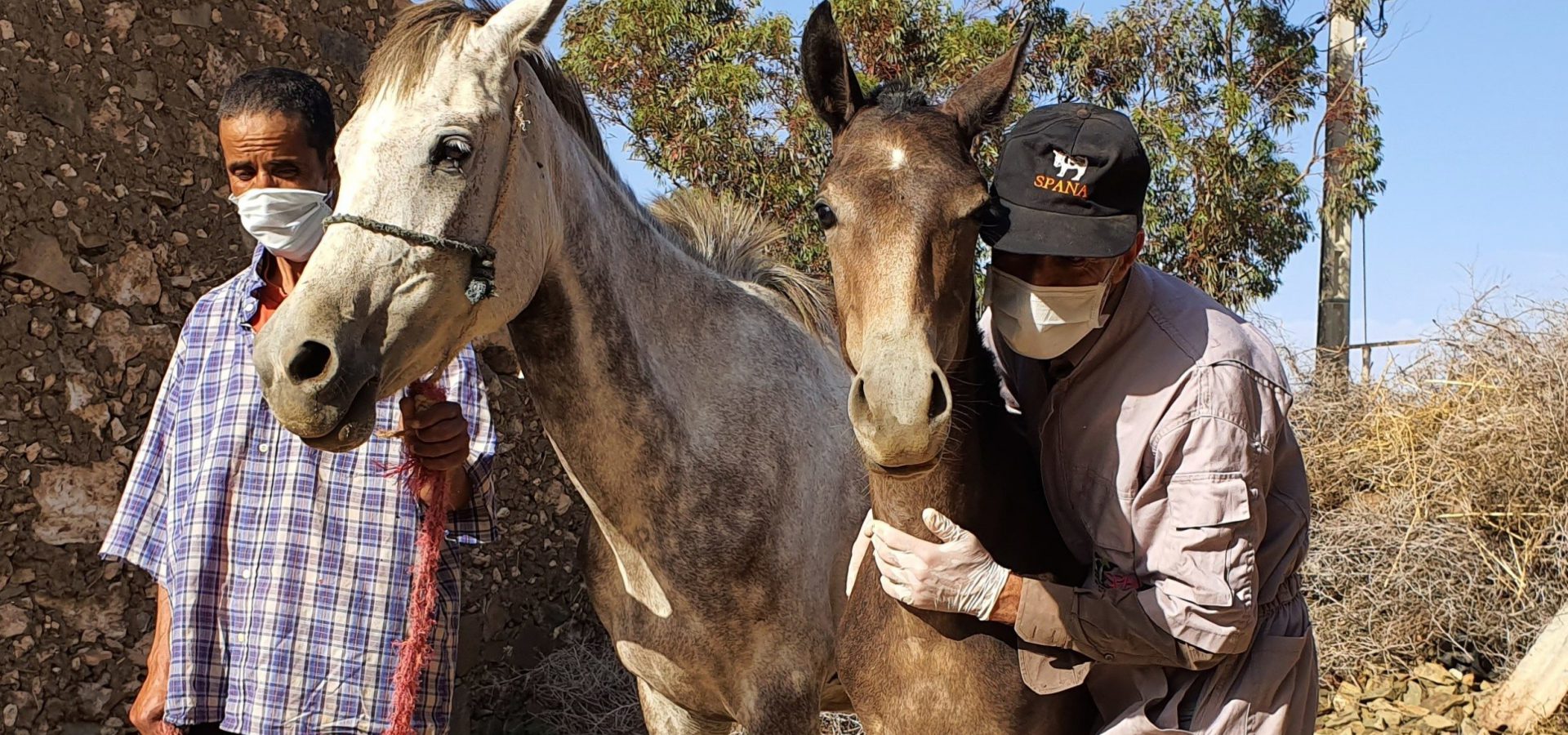 A SPANA vet and owner wearing Covid-19 masks pose next to a horse foal.
