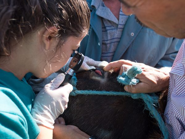 Vets examine an inflamed eye