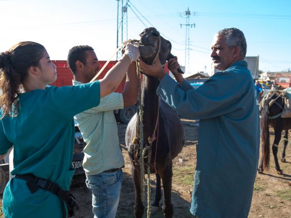 SPANA vets medicate a mule in Tunisia