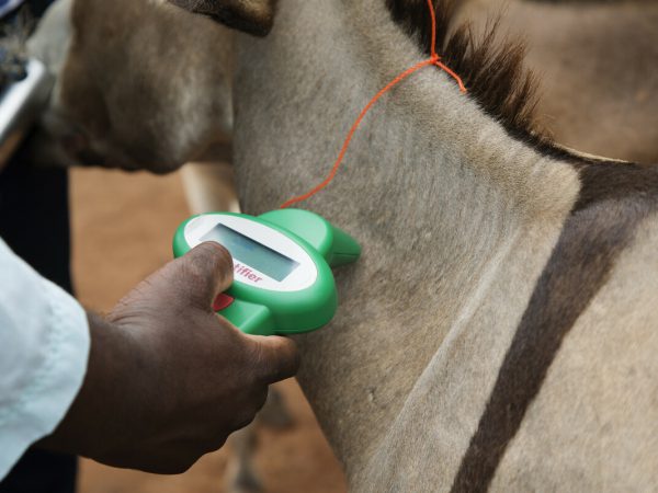 A vet takes the temperature of a donkey