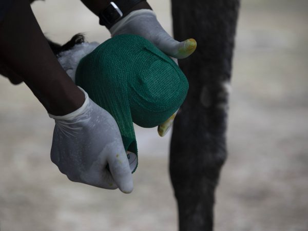 A SPANA vet bandages a horse's injured hoof
