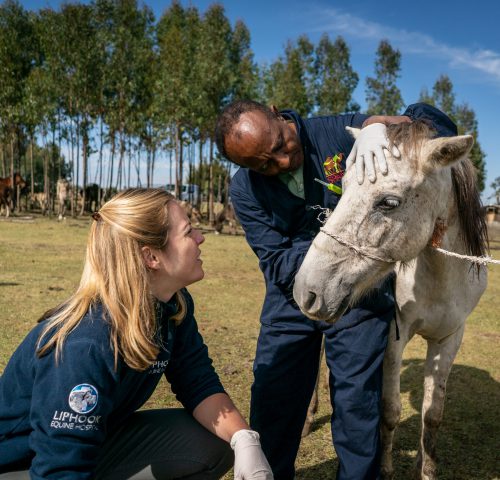 Vets examine a pony's eyes in Ethiopia