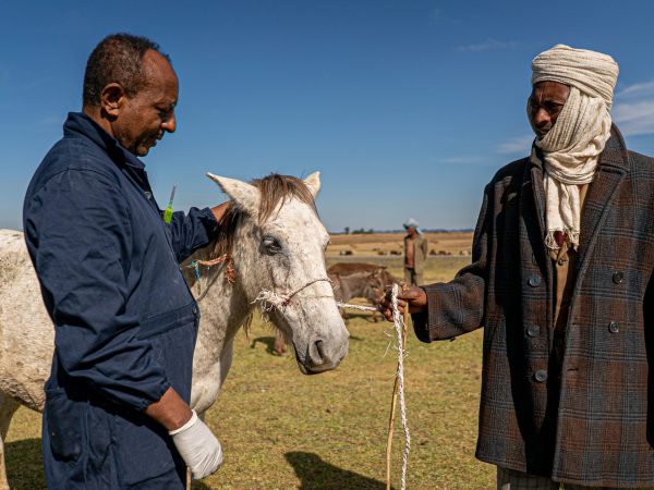 A vets examine a pony's eyes in Ethiopia while her owner looks on