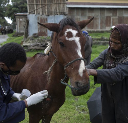 A horse's harness wounds are treated at a mobile clinic in Debre Birhan, Ethiopia
