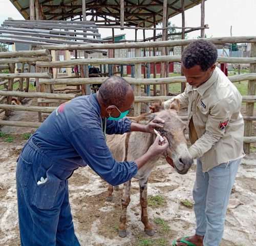 A SPANA vet applies ointment to a donkey's injured eye in Ethiopia