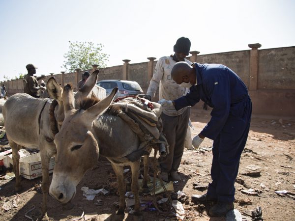 A SPANA Mali vet treats a donkey's skin abscess outside of a rubbish dump in Bamako