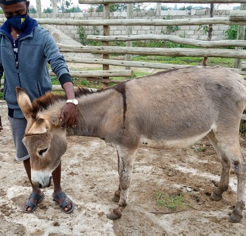 A donkey is brought to the SPANA mobile clinic with EZL and mouth ulcers