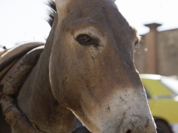 A donkey with skin lesions and possible tetanus waits for treatment at the Bamako, Mali rubbish dumps