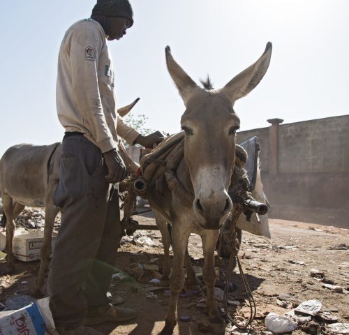 A donkey and his owner wait for treatment at a Bamako, Mali mobile clinic