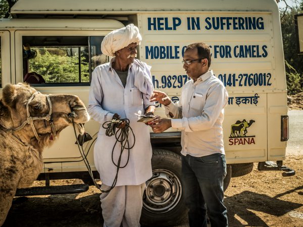 A lifeline for working camels in India | SPANA