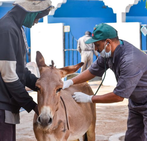 Donkey being examined by vet