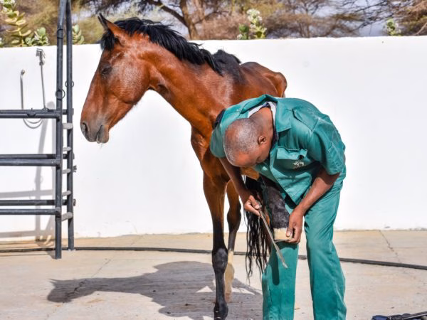 A SPANA vet trims the hoof of a horse suffering with lameness.