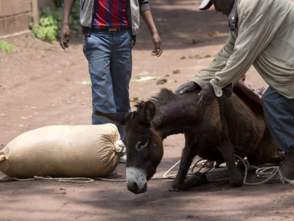 Working donkey with lameness in Ethiopia