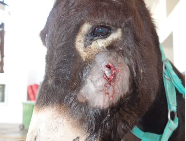 Rayan donkey facial injury Morocco