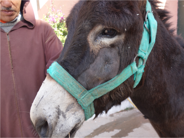 Rayan donkey facial injury Morocco treatment