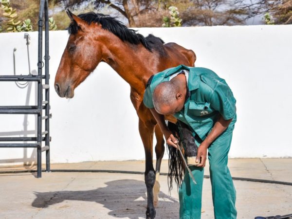 Kotial the working horse receives treatment for lameness