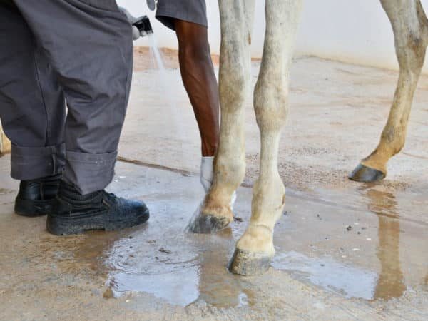 The legs and hooves of a horse who's suffering from arthiritis.