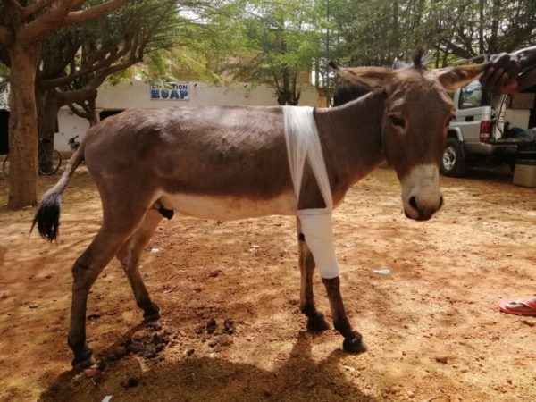 Wounded working donkey with a bandage wrapped around