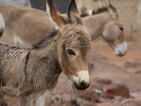 Virtual e-gifts donkey charity shop