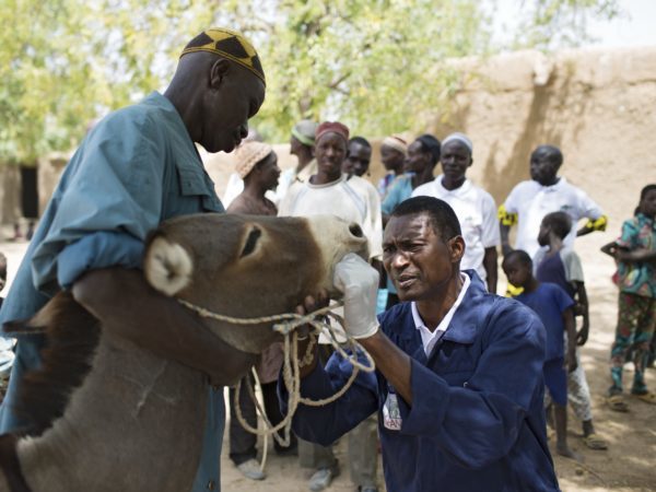 SPANA vet treating a working donkey in Segou, Mali